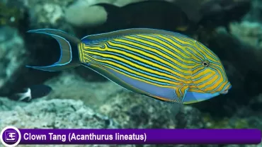 Acanthurus lineatus (Clown Tang)