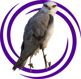 Ak Çaylak (Elanus Caeruleus)