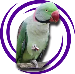 Alexander İskender Papağanı