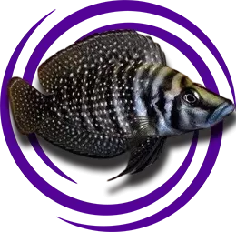 Altolamprologus Calvus