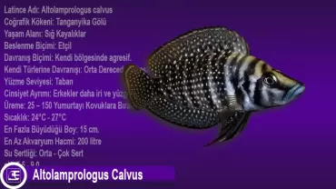 Altolamprologus Calvus
