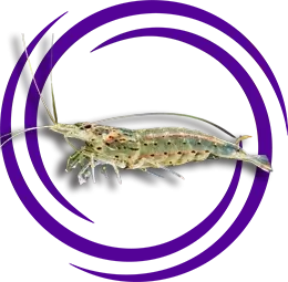 Amano Karidesi (Caridina multidentata)