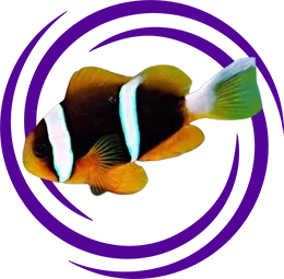 Amphiprion Allardi (Allards)