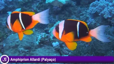 Amphiprion Allardi (Allards)