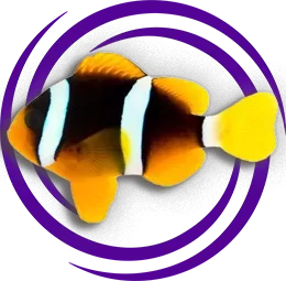 Amphiprion clarkii (Clarks)