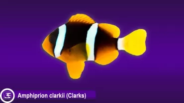 Amphiprion clarkii (Clarks)
