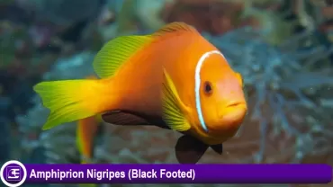 Amphiprion Nigripes (Black Footed)