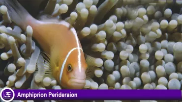 Amphiprion Perideraion