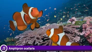 Amphipron ocellaris (Palyaço Balığı)