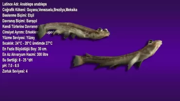 Anableps anableps (Dört Gözlü Balık)