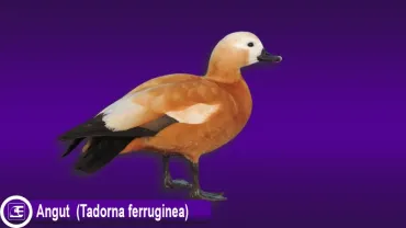 Angut Ördeği (Angıt)