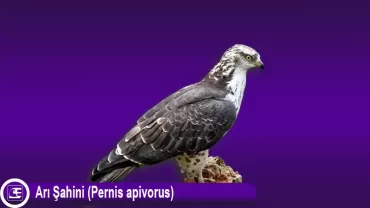 Arı Şahini (Pernis apivorus)