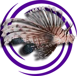 Pterois volitans (Aslan Balığı)