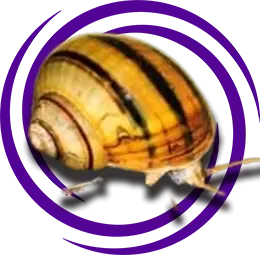 Asolene spixi (Zebra Elma Salyangozu)