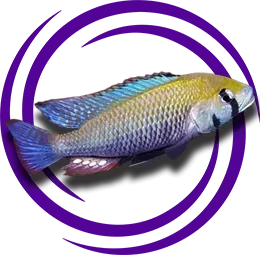 Astatotilapia Calliptera 'Chizumulu'