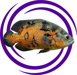 Astronot - Oscar (Astronotus ocellatus)