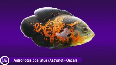 Astronot - Oscar (Astronotus ocellatus)