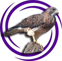 Atmaca (Accipiter nisus)