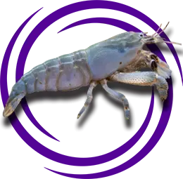 Atya gabonensis (Vampir karides)