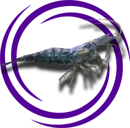 Atyaephyra desmaresti