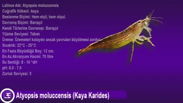 Atyopsis moluccensis (Kaya Karides)