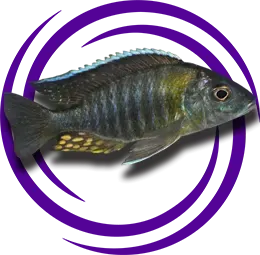 Aulonocara aquilonium