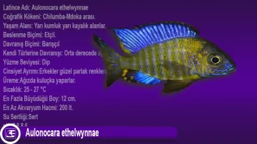 Aulonocara ethelwynnae