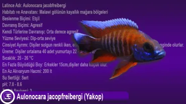 Aulonocara jacopfreibergi (Yakop)