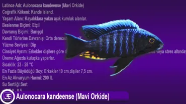 Aulonocara kandeense (Mavi Orkide)