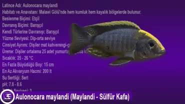 Aulonocara maylandi (Maylandi - Sülfür Kafa)
