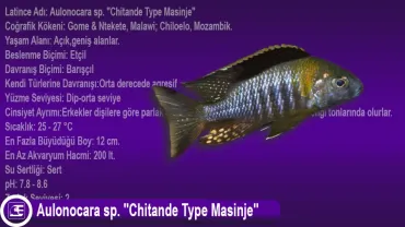 Aulonocara sp. (Chitande Type Masinje)