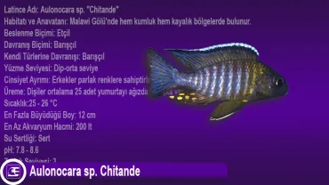 Aulonocara sp. Chitande