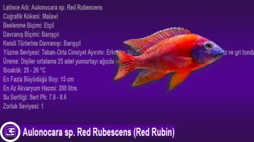 Aulonocara sp. Red Rubescens (Red Rubin)