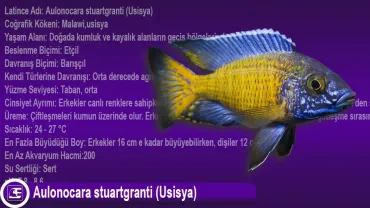 Aulonocara stuartgranti (Usisya)
