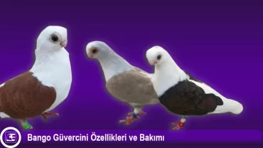 Bango Güvercini