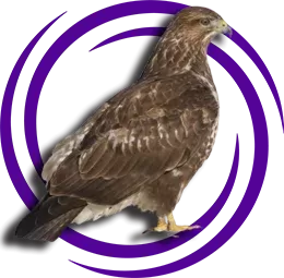 Bayağı Şahin (Buteo buteo)
