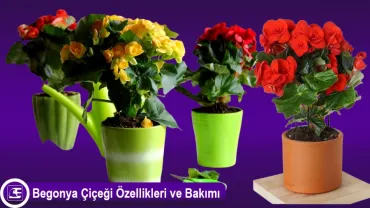 Begonya Çiçeği