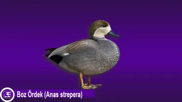 Boz Ördek (Anas strepera)