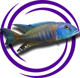 Buccochromis lepturus