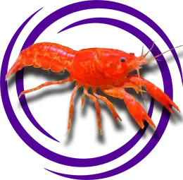 Cambarellus patzcuarensis (Meksika Cüce Portakal Kereviti)