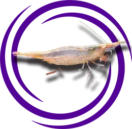 Caridina brevicarpalis