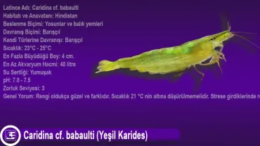 Caridina cf. babaulti (Yeşil Karides)