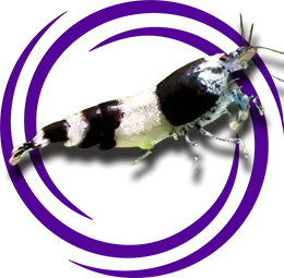 Caridina cf. breviata (Yabanarısı karides)