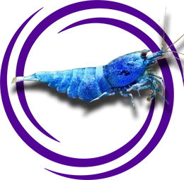 Caridina cf. cantonensis (Blue Bolt)