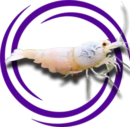 Caridina cf. cantonensis Golden Bee