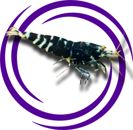 Caridina cf. cantonensis King Kong