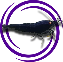 Caridina cf. cantonensis Tiger Black