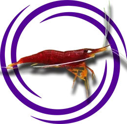 Caridina cf. spinata (Malili Kırmızı Karides)