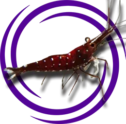 Caridina dennerli (Kardinal Karides)