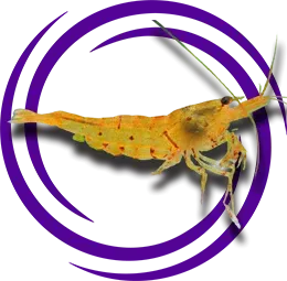 Caridina serrata (Arı Karidesi)